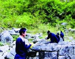 黑叶猴一家下山吃晚餐