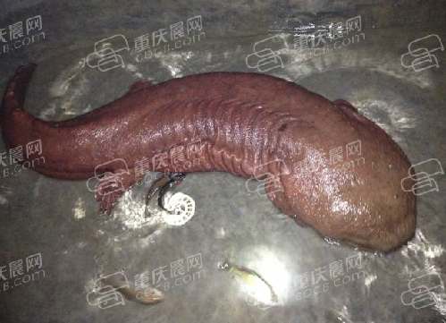 90斤重超级娃娃鱼生吞10斤重配偶 咬伤饲养员手