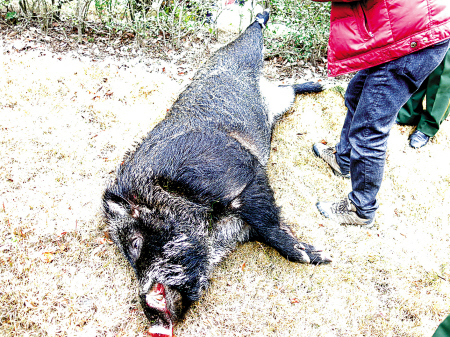 200公斤野猪蹿入大榭一个公园 民警20枪将其击毙_新浪宁波_新浪网