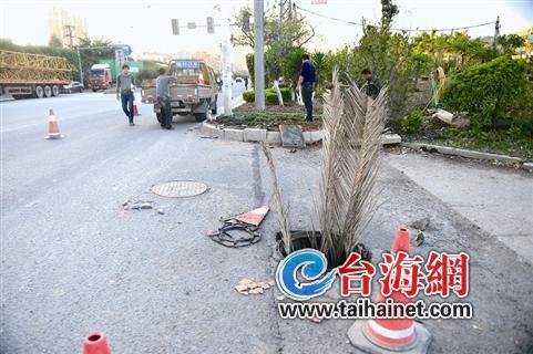 昨天下午，一个窨井插上杂草警示路人