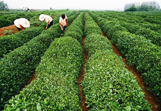 日照绿茶(图:@山东省旅游局)