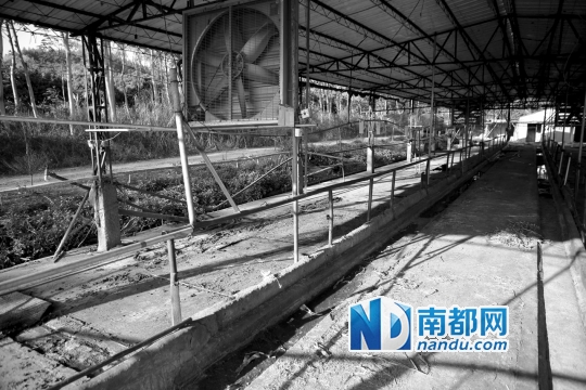 博罗龙华一家奶牛农场因无法承受每天的损失,被迫卖掉了所有奶牛。