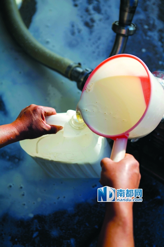 博罗龙华一家奶牛农场内,养殖户不愿浪费,连续几天装牛奶到市集免费赠饮,但仍有群众担心牛奶卫生问题。