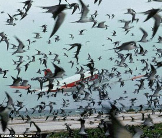 科学家认为，鸟类在计算如何避免相撞时，不会考虑到飞机的速度，而是仅仅根据某一时间双方距离的远近。这也就导致了每年数以千计的鸟类死亡和众多潜在的飞机事故。