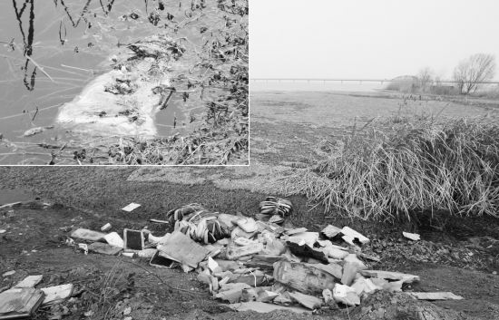 蚌埠龙子湖南岸水面惊现大量死猪 物业已捞取