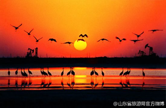 东营黄河入海口湿地(图片:@山东省旅游局)
