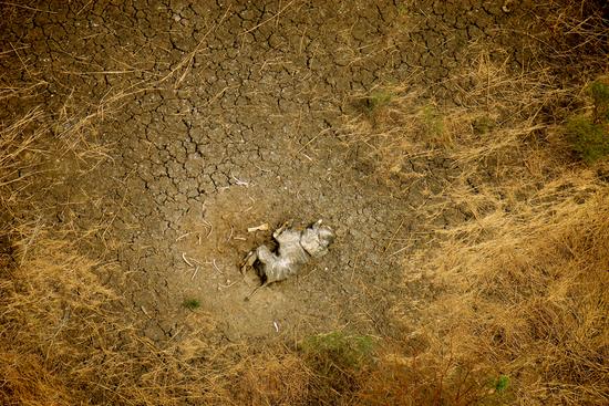 一只被猎杀的大象孤零零地躺在大地上。随着亚洲市场对象牙的需求量增大，大象偷猎和象牙走私越发猖獗。只有全面禁止贸易，才能停止对大象的杀戮。