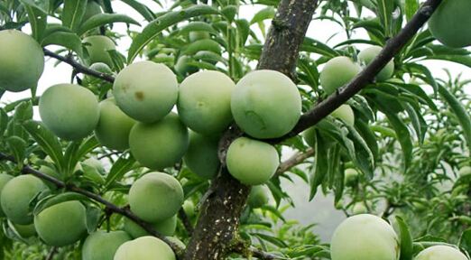 沿河空心李地理标志证明商标成功注册