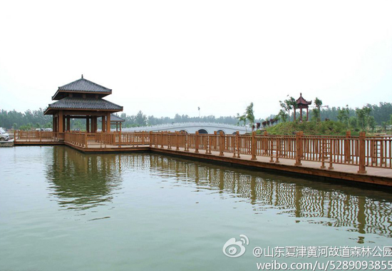 图:@山东夏津黄河故道森林公园