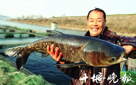 好水出好鱼，丹江口库区的翘嘴鲌、鳙鱼等品种肉质鲜嫩、营养丰富。腊月将至，春节也越来越近，采办年货又成了很多市民待办的大事。十堰人今年有口福，仅丹江口市就有300多万斤优质鱼待售。这些价廉物美的鱼包括翘嘴鲌、鳡鱼、鳙鱼等十多个品种。 图/记者 张建波