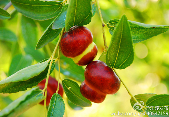 乐陵金丝小枣(图:@乐陵发布)