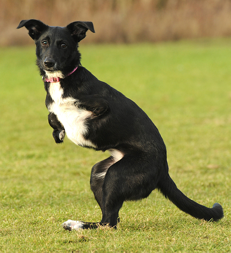 英国小狗因残疾只能学袋鼠用后腿跑跳惹人怜