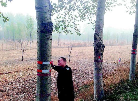 民警给行道树粘贴反光标识。