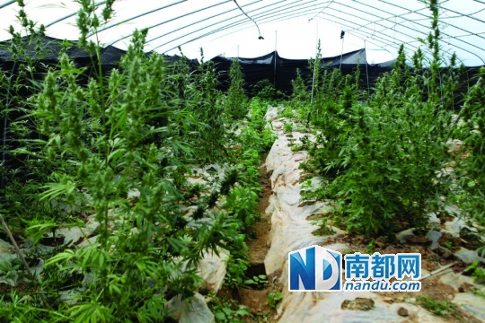 三水大塘镇发现一个毒品原植物大麻种植场。通讯员供图