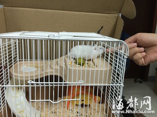 主人爱用手指逗弄仓鼠,容易被咬伤