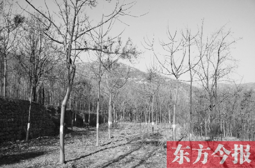 千棵树遭拦腰割树皮