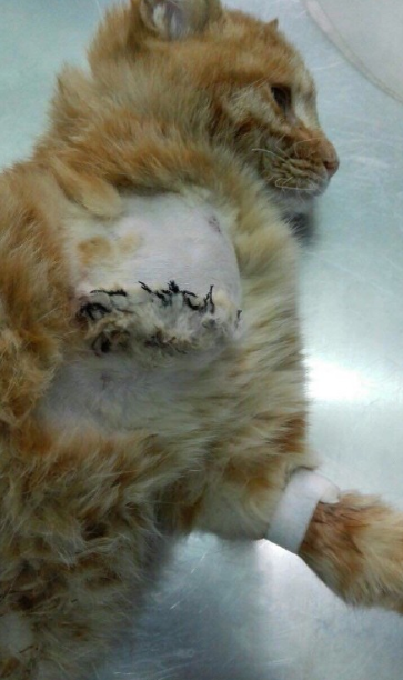 给小动物逃生时间 拯救车轮下的喵星人