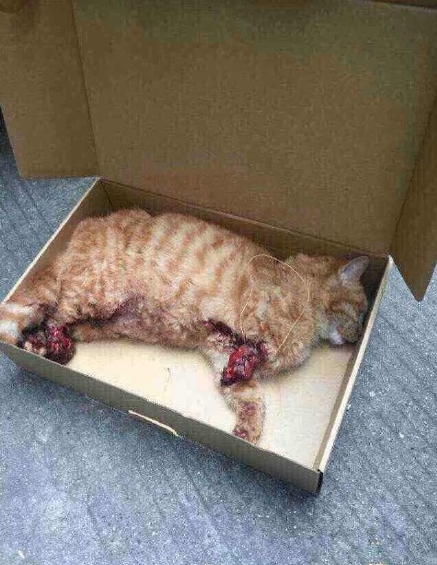 给小动物逃生时间 拯救车轮下的喵星人