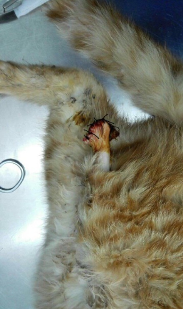 给小动物逃生时间 拯救车轮下的喵星人