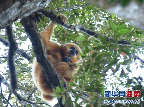 这是监测队员拍摄到的长臂猿幼仔(2015年1月22日摄)。黄卢标摄