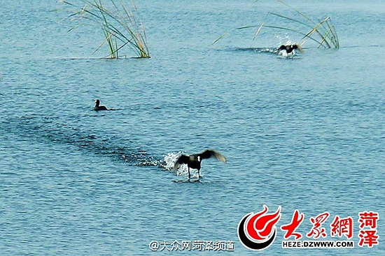 浮龙湖珍禽(图:@大众网菏泽频道)