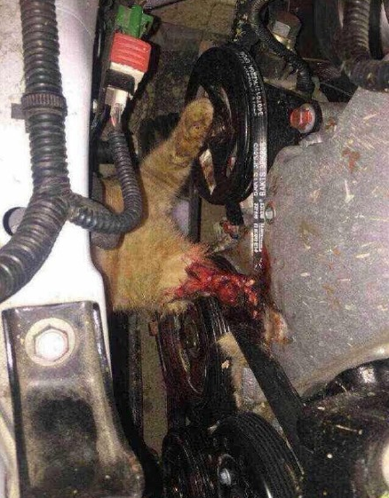 给小动物逃生时间 拯救车轮下的喵星人