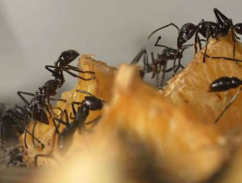 蚂蚁觅食时的信息处理效率远超谷歌