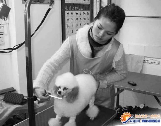 宠物店一工作人员在给狗狗“美容”