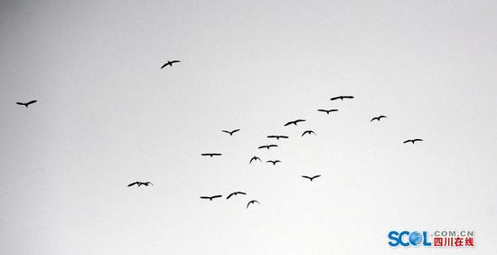 成都锦江河畔白鹭飞 景象蔚为壮观