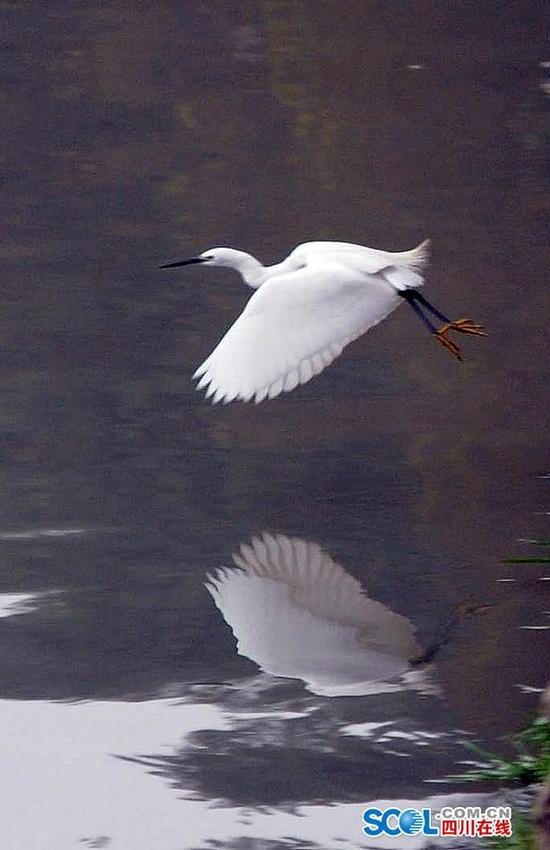 成都锦江河畔白鹭飞 景象蔚为壮观
