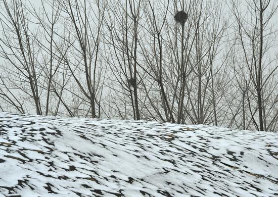 昨日上午,郑东新区,部分地区被白雪覆盖