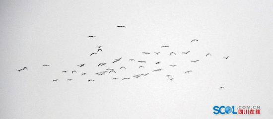成都锦江河畔白鹭飞 景象蔚为壮观