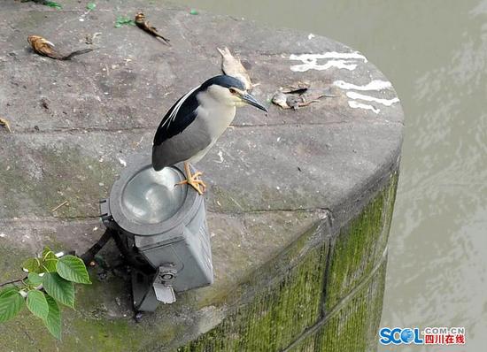成都锦江河畔白鹭飞 景象蔚为壮观