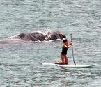 女子海上冲浪遭鲸鱼跟踪