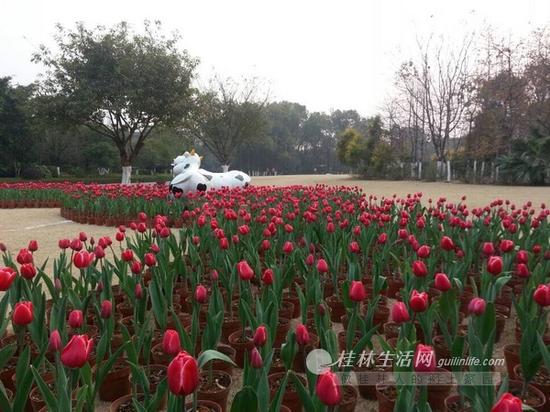 公园内部分郁金香已经摆好。 记者秦宇华 摄