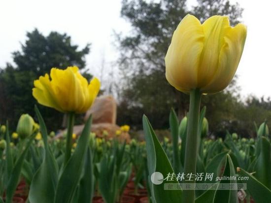 訾洲公园内,部分郁金香提前开放。