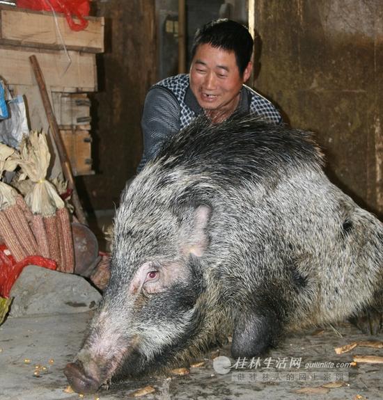 陈念富让野猪坐下,野猪就乖乖坐下。 记者周文琼 摄