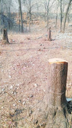 徐水一山村20多棵百年柿树被砍 光秃秃仅剩树