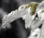 秦嶺腹地平河梁現(xiàn)霧凇