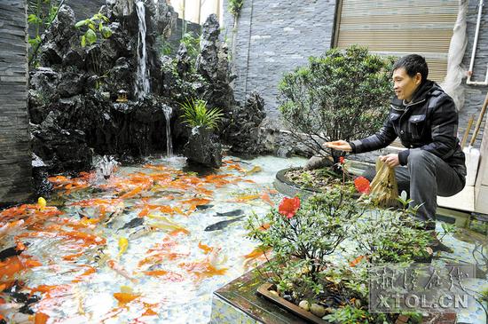 湘潭土豪家中自建鱼池养数百条锦鲤 - 三湘万