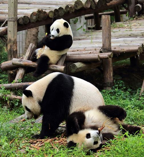 成都上榜世界最值得旅游城市 美食熊猫成名片