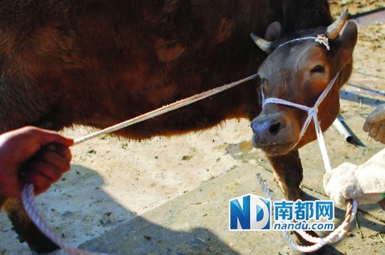 　　1月22日下午，博罗湖镇莲塘村，一个坚持不下去的奶牛养殖场卖光了8 0多头奶牛，牛贩子请来工人用绳子拉走奶牛。 南都记者 陈伟斌 摄