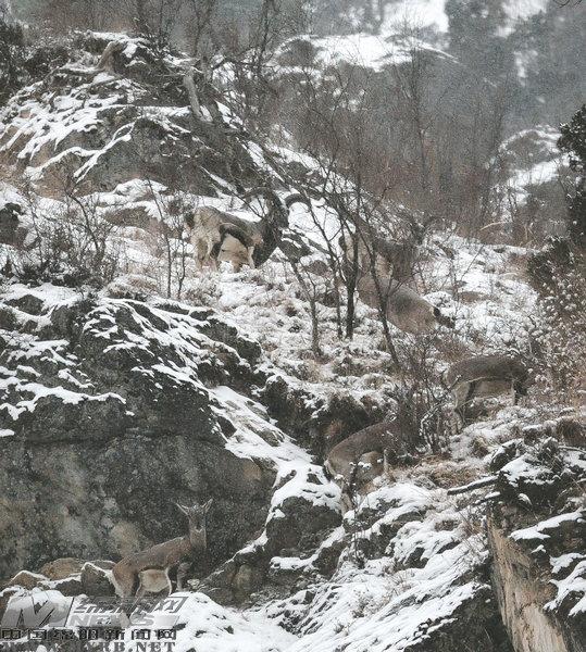 四川平武下雪野生熊猫撒欢 岩羊牛羚全家出游