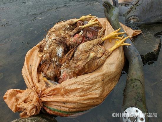 5只蛇皮袋满装着共约100只小中型死鸡