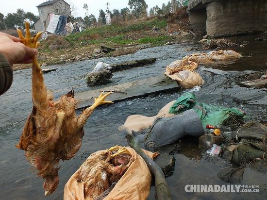 湖北宜昌，夷陵区鸦鹊岭镇新场河中发现5只蛇皮袋，满装着共约100只小中型死鸡