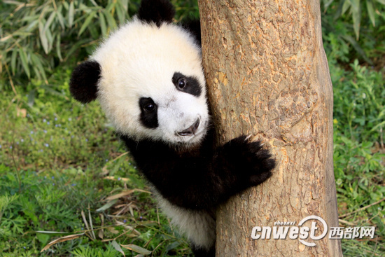 陕西第四只大熊猫因感染犬瘟热死亡 抢救35