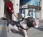 北京街头大妈遛香猪