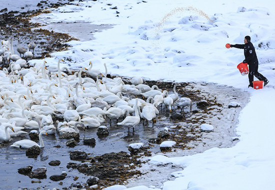 荣成天鹅湖(图：@拍照片的大张)