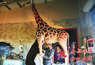 男子十年制作千余件动物标本 惟妙惟肖栩栩如生