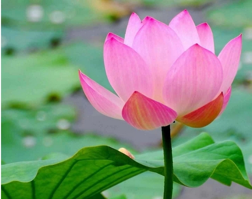 在佛经中说,人间的莲花不出数十瓣,天上的莲花不出数百瓣,净土的